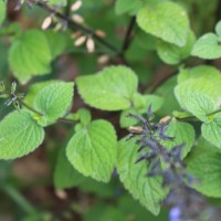 Lamiaceae